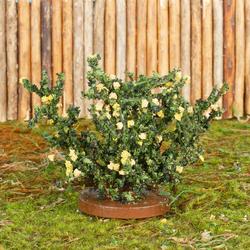Flocked Miniature Yellow Rose Bush