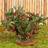 Flocked Miniature Red Rose Bush