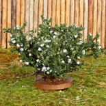 Flocked Miniature White Rose Bush