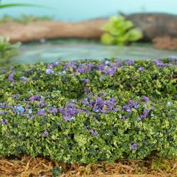 Miniature Purple Hedges