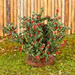 Flocked Miniature Red Rose Bush