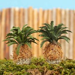 Miniature Tropical Sago Palm Trees