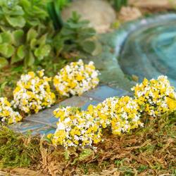 Flocked Miniature Yellow-White Border Plants