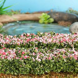 Miniature Hedges with Tiny Pink Blooms