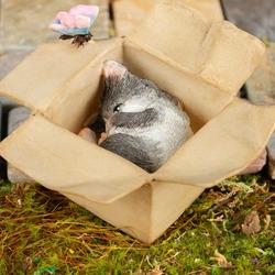Miniature Sleeping Kitten in a Box