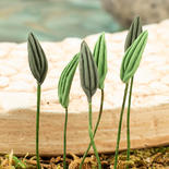 Set of Miniature Calla Lily Leaf Petals