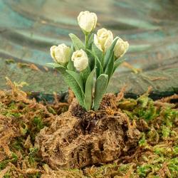 Miniature Green Tulip Rock Garden
