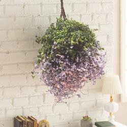 Miniature Hanging Basket of Tiny Beauty and Blue Flowers