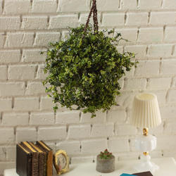 Miniature Hanging Basket of Variegated Green Flowers