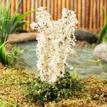 Miniature Blooming White Larkspur Flower