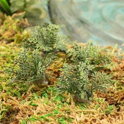 Set of Miniature Fern Bushes