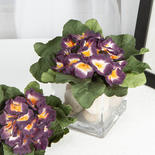 BUY ONE GET ONE Artificial African Violet