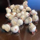 Fuzzy Mini Chickens Bulk - Seconds