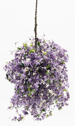 Miniature Hanging Basket of Purple Petunia Tiny Flowers