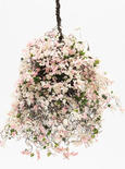 Miniature Hanging Basket of Pretty in Pink Tiny Flowers